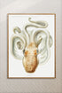 wood framed velodona octopus illustration print wall art